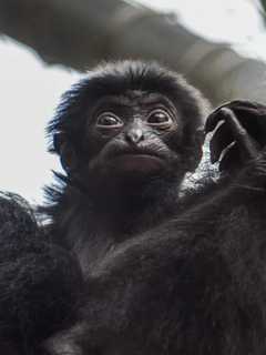 Virginia Zoo's 10-Week-Old Siamang Given Adorable Name