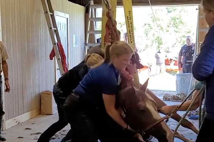 WATCH: Video Shows Crews Rescuing Fallen Horse In Hunterdon County