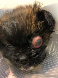 Child Roughhousing With Mini Yorkie Puppy Causes Severe Damage: NJ Rescue