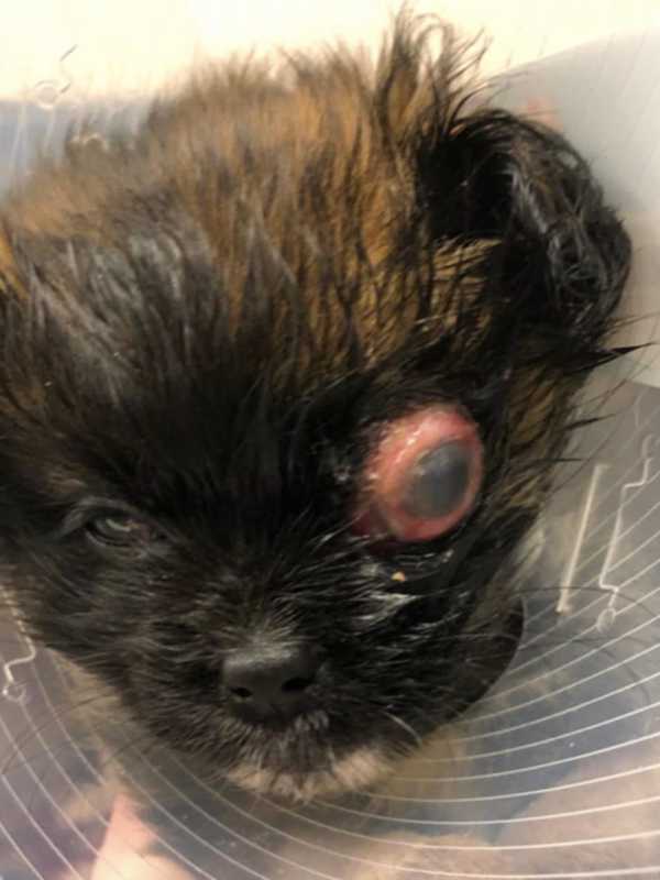 Child Roughhousing With Mini Yorkie Puppy Causes Severe Damage: NJ Rescue