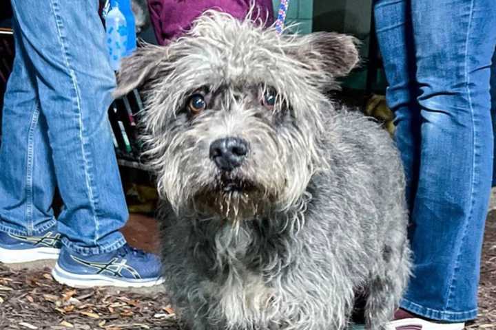 Arlington Group Rescues Dogs, Cats From Puerto Rico After Hurricane Fiona: Report