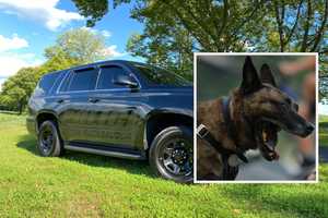 Woman Attacked, Cat Killed By 2 'Aggressive' Dogs On The Loose In Lehigh Valley, Police Warn