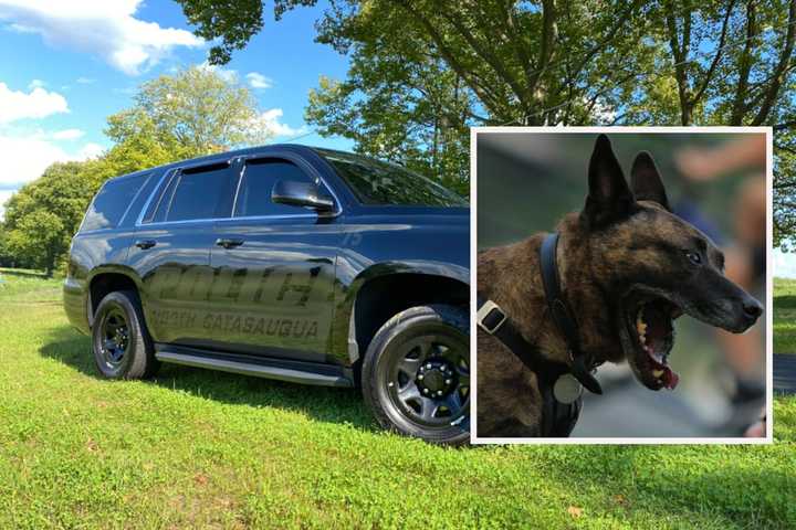 Woman Attacked, Cat Killed By 2 'Aggressive' Dogs On The Loose In Lehigh Valley, Police Warn