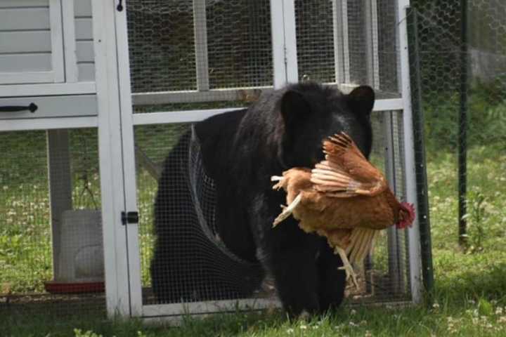 Bear Shot, Killed In Middleton After Killing Goats, Chickens: Police