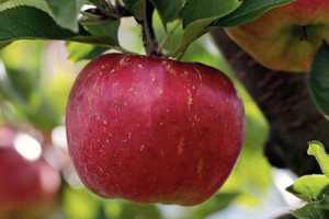 These NJ Apple Orchards Rank Among Best In America By Travel Website