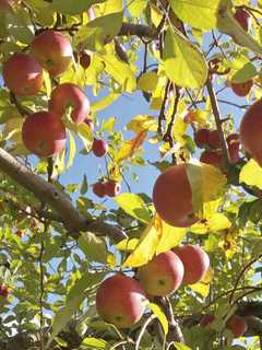 Virginia Apple Orchard Named Among Best In America