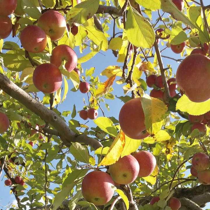 Stribling Orchard Apples