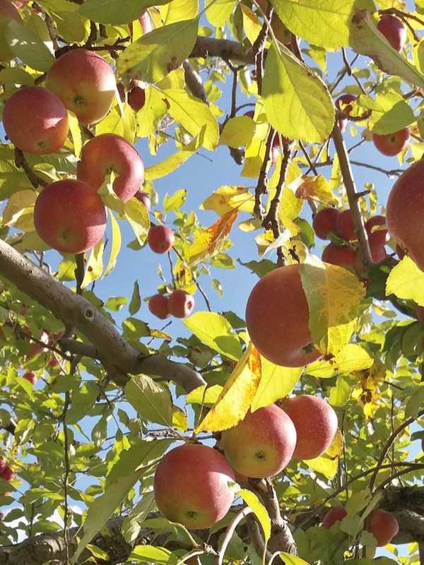 Virginia Apple Orchard Named Among Best In America