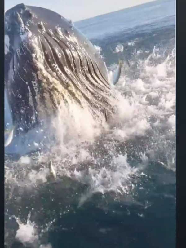 Humpback Whale Smacks Pennsylvania Dad-Son's Fishing Boat Off Jersey Shore In Wild Video