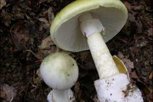 Worcester Mom, Son Nearly Killed By 'Death Cap' Mushroom Saved By Experimental Drug: Report