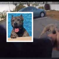 <p>Bodycam footage shows Keyport police responding to a 911 call of an aggressive dog, whose owner says he is not dangerous.</p>