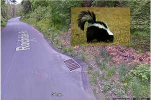 Alert Issued For Possible Rabid Skunks In Town Of Poughkeepsie