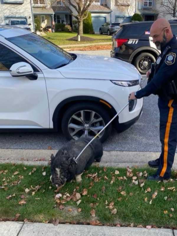 Police Capture Pig On The Loose In South Jersey