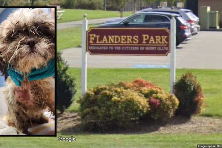 KNOW ANYTHING? Abused, Neglected Dogs Found Abandoned Near Morris County Park, Police Say