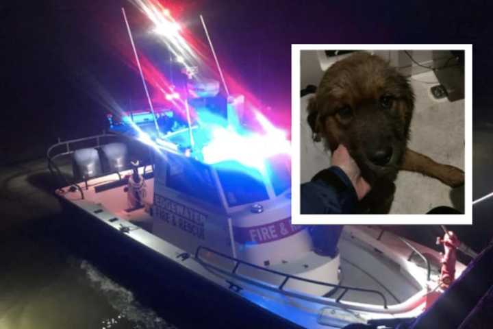 Dog Who Swam Across Hudson River Rescued By Firefighters