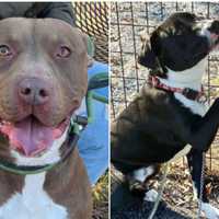 <p>Some of the dogs rescued from the nightmarish conditions at &quot;Crazy Ladies Rescue&quot; in Ocean County are ready for adoption, officials say.</p>