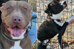 Dogs From Jersey Shore Hoarding Case Will Soon Be Up For Adoption: Officials