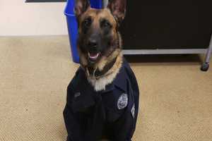 Blairstown Police Mourn Loss Of K9 Officer Caster