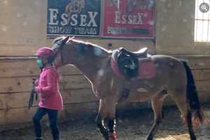 Hearts Break As North Jersey Equestrian Center Shutters