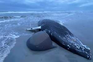 7th Dead Whale Washes Up In Brigantine