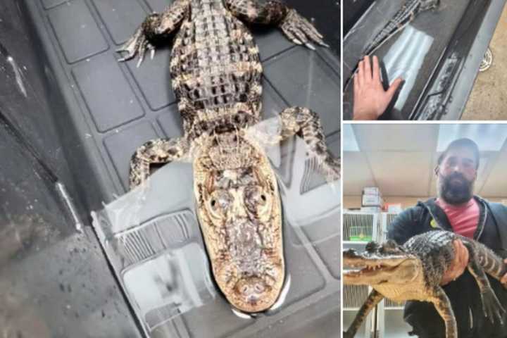 Alligator In Plastic Container Dumped At Jersey Shore