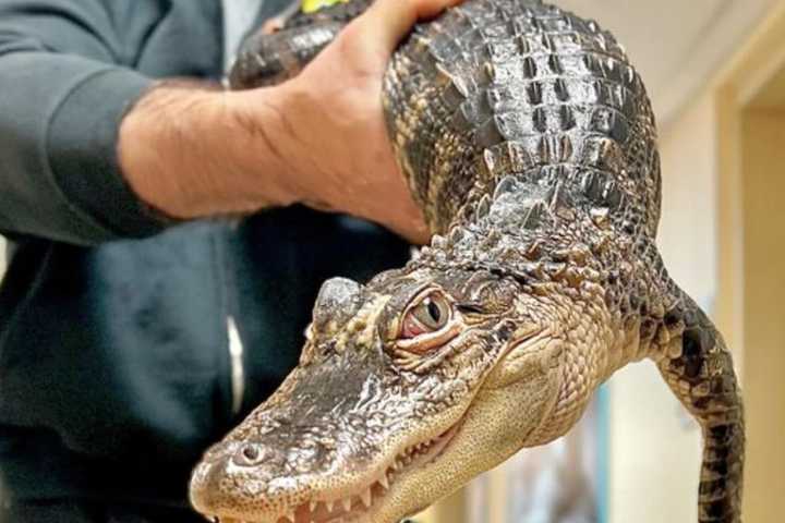 Evicted Alligator Owner Faces Wildlife Charges After Abandonment In Monmouth: Officials