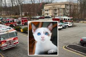 Here’s How A ‘Curious Kitty Cat’ Prompted A Fire Department Response In Morris County