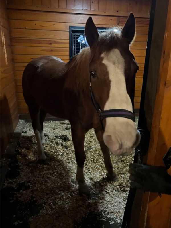 1,200-Pound Horse Stuck Under Fence Rescued By Firefighters In Stamford