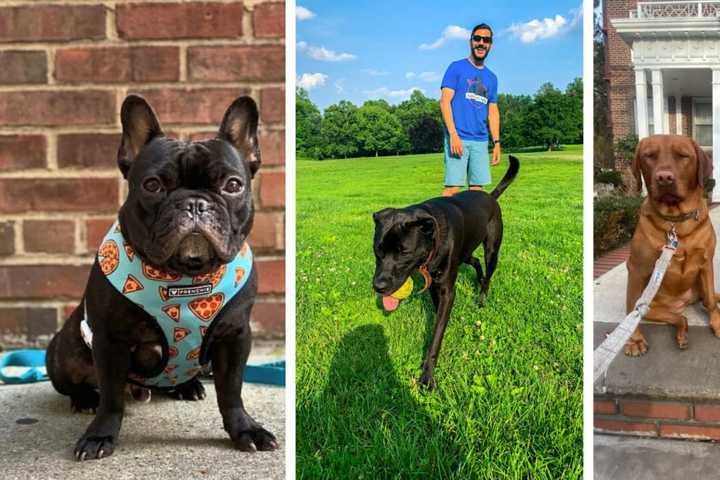 NYC Teacher-Turned-Dog-Walker Living In Monmouth County ‘Puts The Pups First’ — And It Pays