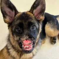 <p>Gwen, an 18-week-old German Shepherd puppy, lost her nose from a disease.</p>