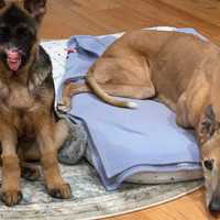 <p>Gwen (left) pictured with another dog.</p>