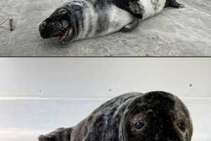 Baby Seal Stranded On Jersey Shore Migrated 400 Miles From Maine