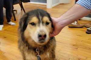 Dog-Gone Lucky Pup Reunited With Family In MD After Falling In Construction Hole