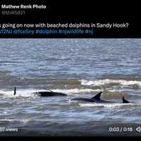 <p>Dolphins struggling off Sandy Hook.</p>