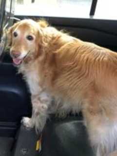 Owner Of Golden Retriever Found In West Windsor