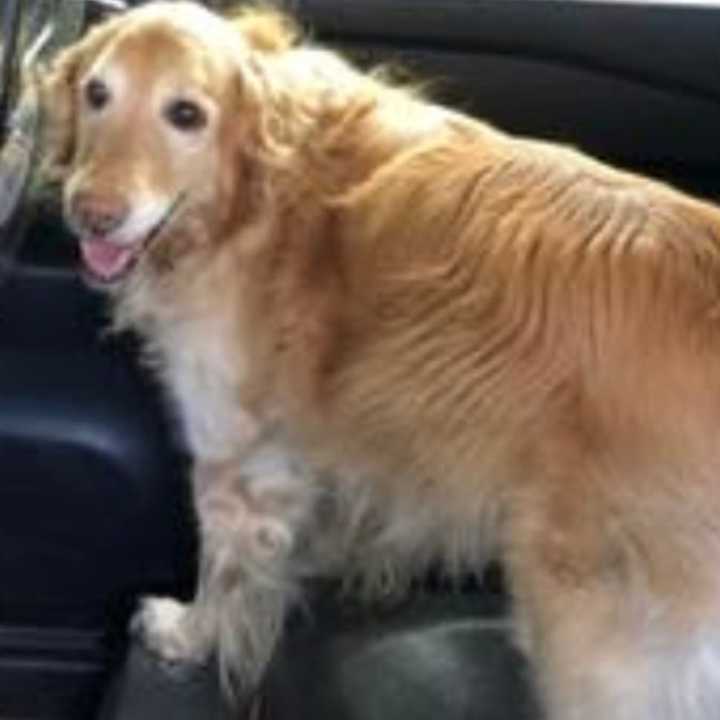 FOUND: A Golden Retriever