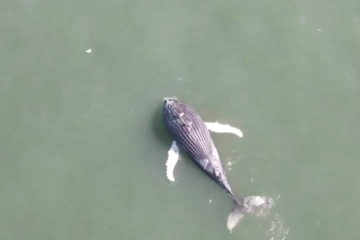 Another Dead Whale Washes Up Along Jersey Shore