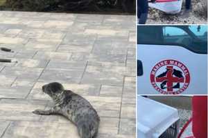 Seal Stops Traffic On Route 35