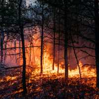 <p>The wildfire Tuesday in Little Egg Harbor Township.</p>