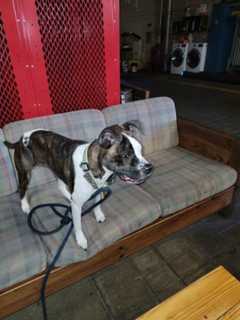 Playful Pup Looking For Owners After Making His Way To Baltimore County Fire Station