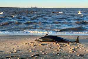 8 Dolphins Stranded On Jersey Shore, All Now Dead