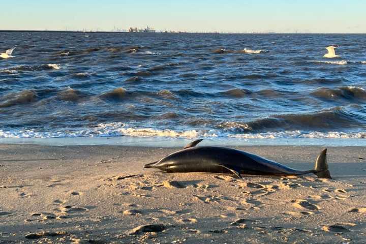 Dead Dolphin Washes Up At State Marina In Middletown