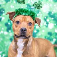 <p>Kylo is a one-year-old Pit Bull Terrier mix at NEAS who is available for adoption in the Lucky Dog Adoptathon.</p>