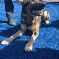 <p>K9 Officer Pietro of the Carmel Police Department helped find the missing man.</p>