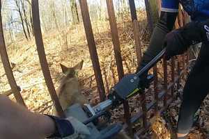 Deer Stuck In Iron Gate Freed By Hydraulic Tool In Bedford: Video