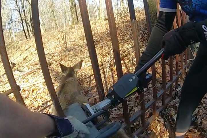 Deer Stuck In Iron Gate Freed By Hydraulic Tool In Hudson Valley: Video