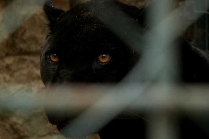 Black Panther Roaming South Jersey Was Really Just Big Dog: Police