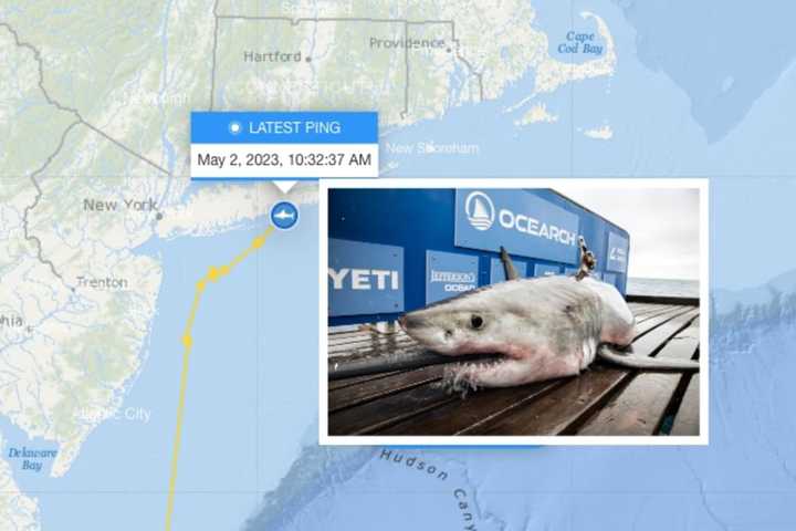 White Shark Pings Off Long Island Coast