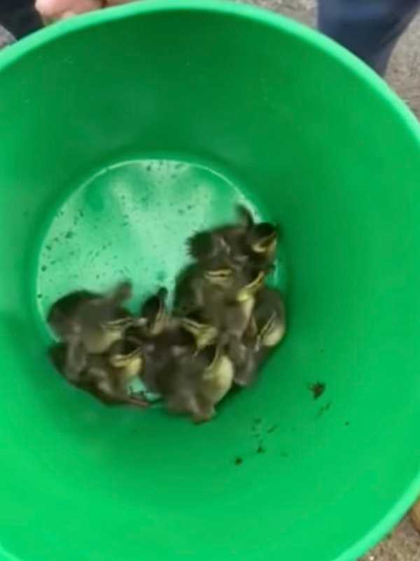 9 Ducklings Rescued From Catch Basin In Yonkers