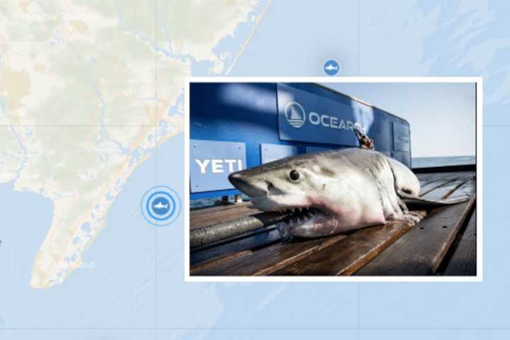 8-Foot Shark Still Lingering Off NJ Coast